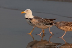 In pursuit of the parents