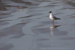 At low tide