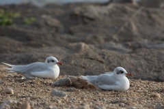 At rest on gravel