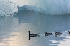 Barnacle Goose and its young