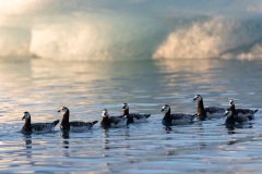 Barnacle Gooses