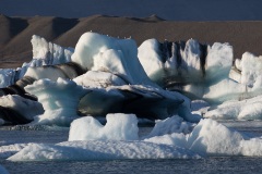 Black-legged Kittiwakes