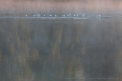 Au milieu du fleuve