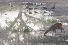 Harnessed Bushbuck