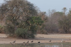 Spur-winged Gooses