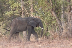 Éléphant de savane