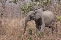 Éléphant de savane