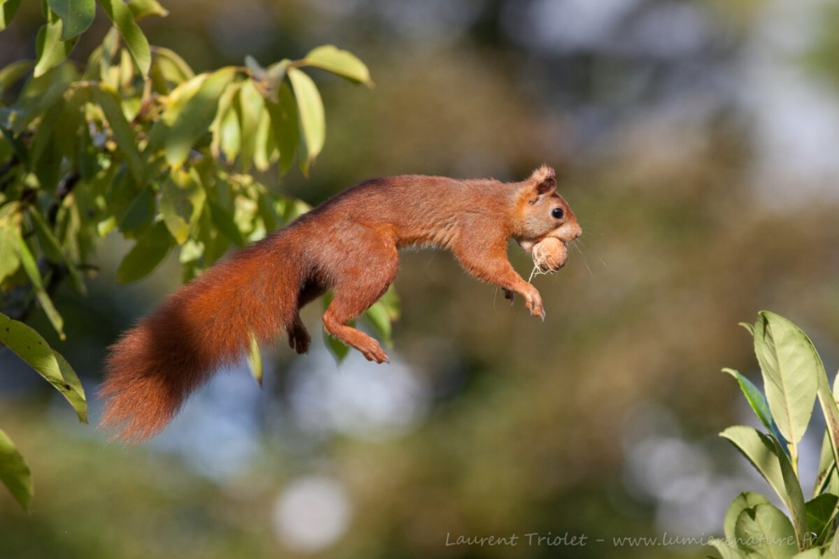 The red squirrel